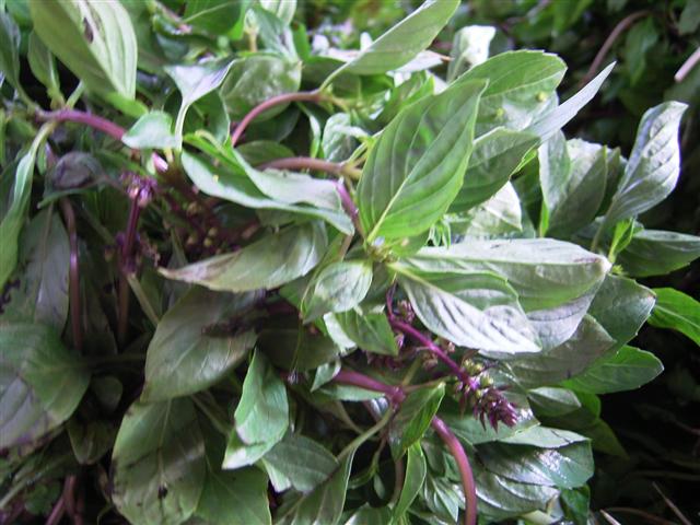 メボウキ、phark bua la par、Ocimum sp.、香味野菜