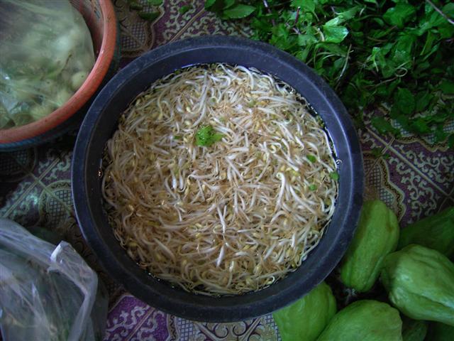 モヤシ、thoa ngork、Vigna radiata