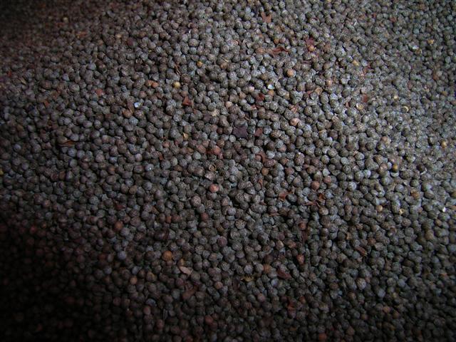 シソの実、mark nga、Perilla frutescens