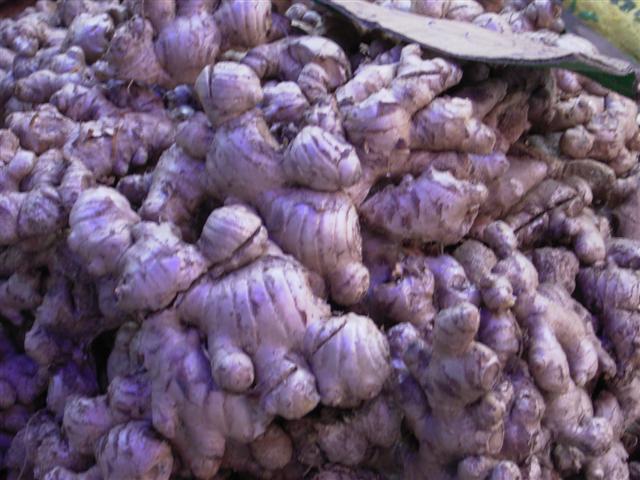 ショウガ、hua khing、Zingiber officinale