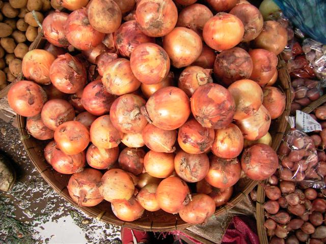 タマネギ、hua phark bua nyai、Allium cepa