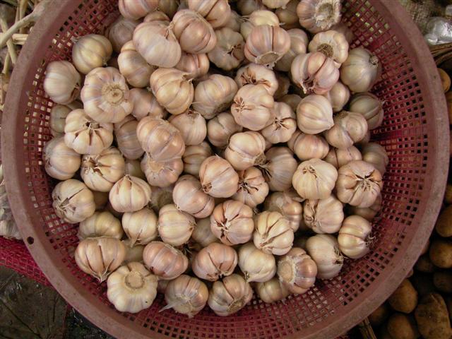 ニンニク、hua phark tiam pheou、Allium sativum