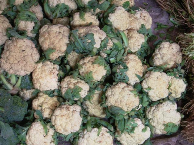 カリフラワー、galam dork、Brassica oleracea var. botrytis