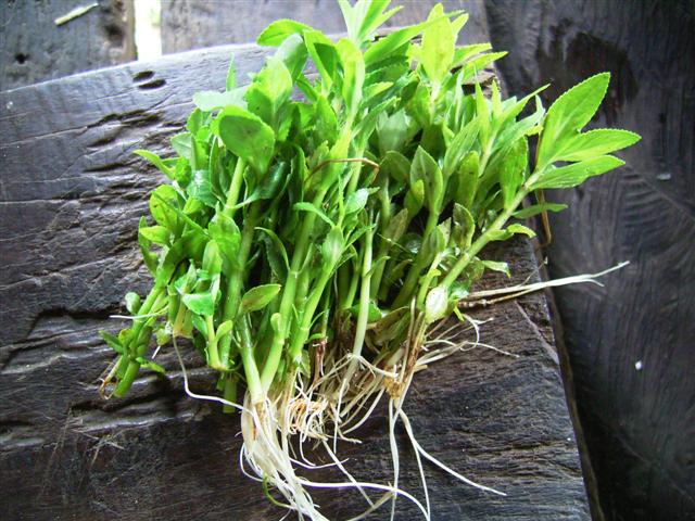 シソクサ、phark kayaeng、Limnophila geoffrayi