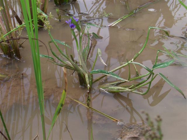 野生のエンサイ、phark bong、Ipomoea aquatica