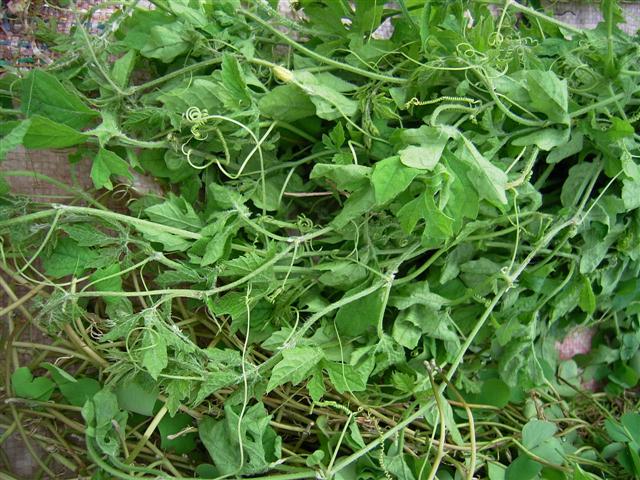 野生ニガウリの葉、phark xai、Momordica sp