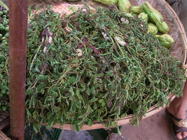 ミズオジギソウ、phark ka sed、Neptunia oleacea