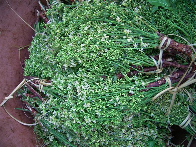 インドセンダン、phark ka dao、Azadirachta indica