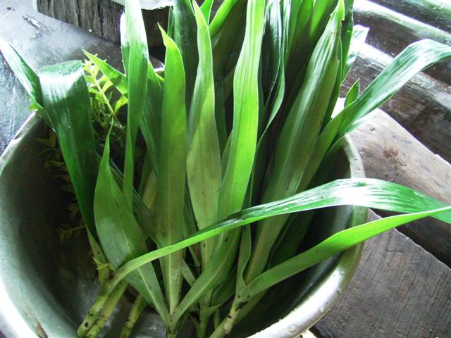 パク・バイパイ、phark bai phai