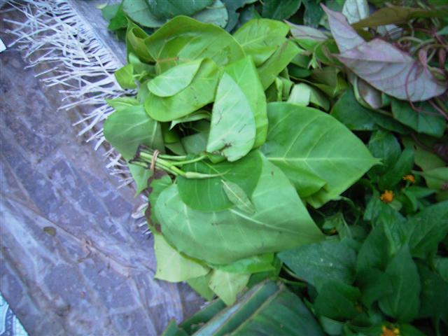 パク・ハイ、phark hai、Ficus sp