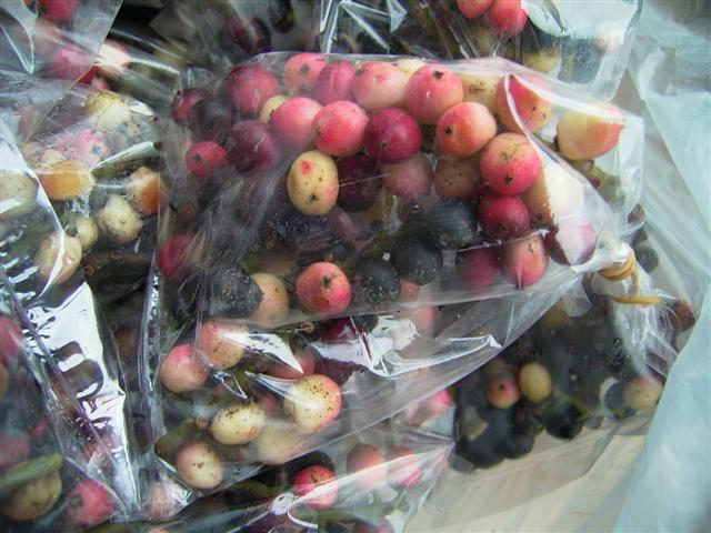 ナンヨウゴミシ、mark mao、Dialium cochinchinense