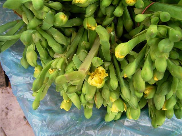 キバナオモダカの花、dork phak karn chong、Limnocharis flava