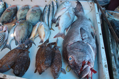 市場で売られる魚