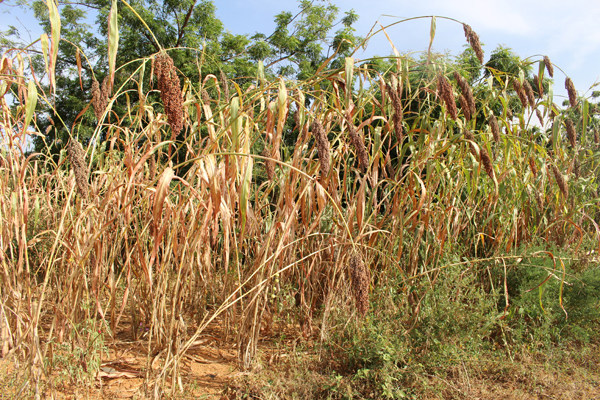 ソルガムの草丈は3m以上。茎のしなりから穀粒が重くなっているのがわかる