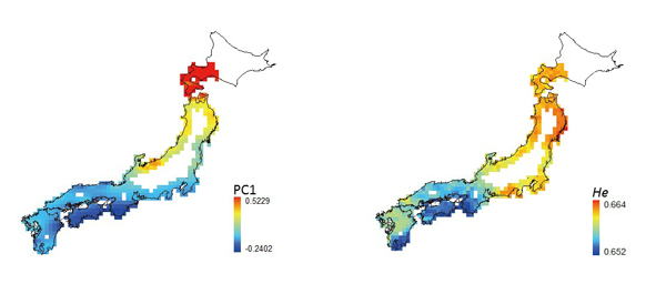 図4：アユの遺伝的地域差の GIS による可視化．左は遺伝的差異，右は遺伝的多様性の例．