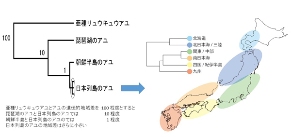 図5：アユの遺伝的地域差の程度と，初めて検出された日本列島のアユの 6つの地域差