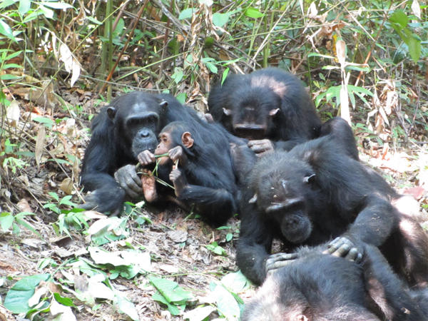 母親が毛づくろいをしている横で、つる植物を食べるチンパンジーの子