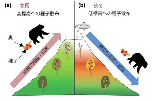 図1：哺乳類による種子散布の模式図。（a）春夏では山麓から山頂にかけて植物の開葉や結実が進み、それを哺乳類が追いかけた結果、種子が高標高に散布されます。（b）秋冬では山頂から山麓にかけて植物の落葉や結実が進み、それを哺乳類が追いかけた結果、種子が低標高に散布されます。


