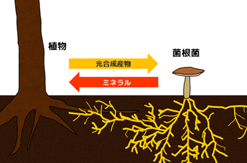 図1. 通常の菌根共生:光合成産物とミネラルをやり取りする相利共生