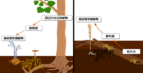 図5. 今回の研究で明らかになった2通りの菌従属栄養植物のライフスタイル