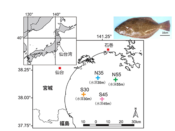 図１　仙台湾における調査地点（４地点）。右上はヒラメ成魚。