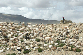 写真2　ラダーク・チャンタン高原（4700ｍ）で暮らす遊牧民