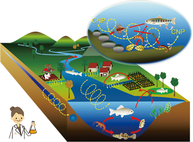 図2　生物多様性が駆動する流域生態系の栄養循環
