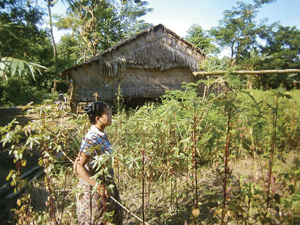 写真１　自家採種によって継承される遺伝資源も存在する（ミャンマーの農園風景）