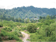 写真　東南アジアの森林。森林減少・劣化によって毎年大量の炭素が放出されている（マレーシア・サラワク州　2008 年撮影）