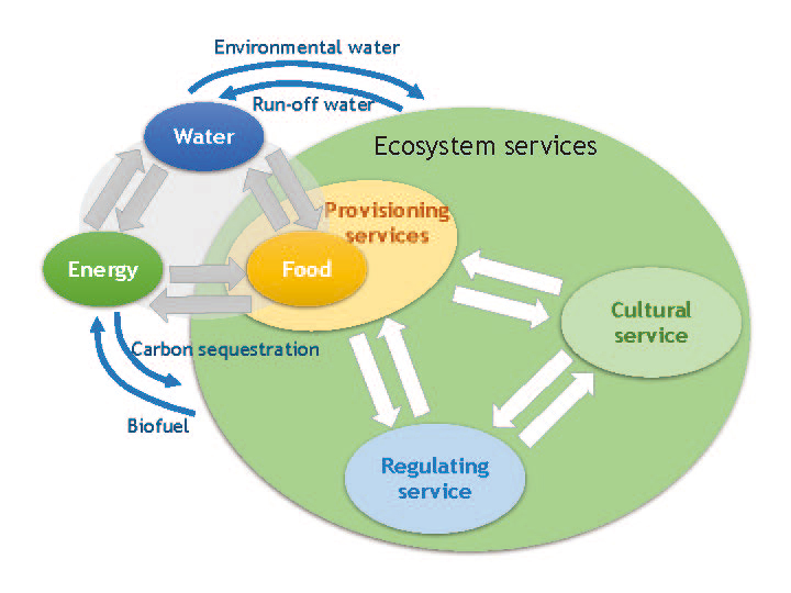 Nexus structure among water, energy, food, and ecosystem services