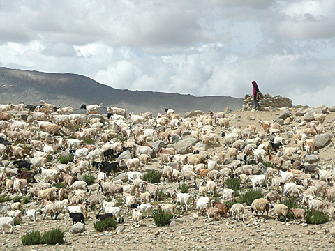 Nomads on Changthang plateau in Ladakh (4700 m alt).