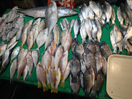 Fishes lined up in a market on Panay Island, Philippines