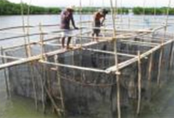 A juvenile shrimp-breeding facility in Batan Bay