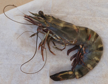 Recovered tagged shrimp (three months after release)）