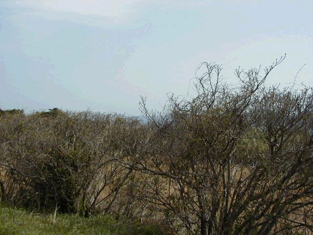 m_P3190040.JPG