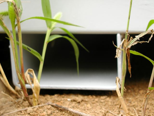 m_P7250073.JPG