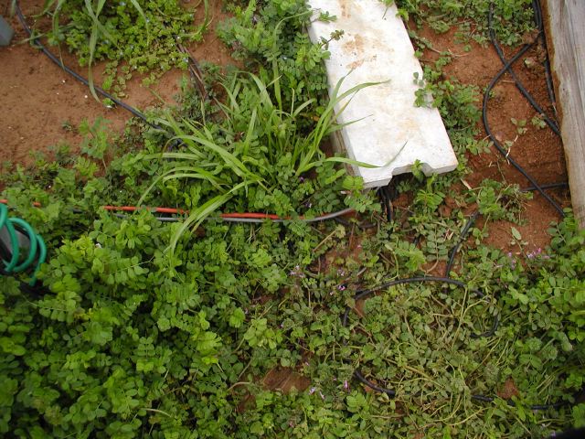 m_P3170049.JPG