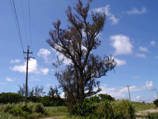 m_P9040202.JPG