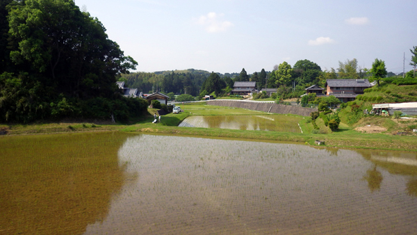 小佐治の田んぼ