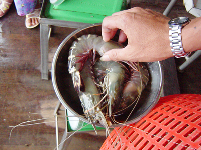 養殖エビ