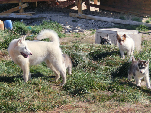 犬ぞりの犬と子犬たち