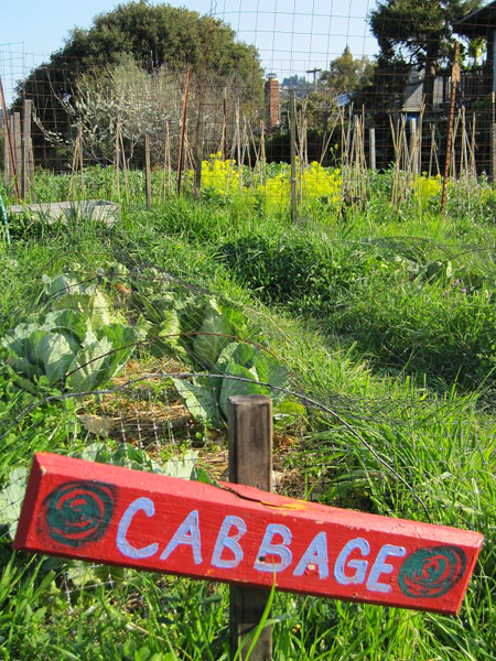 Edible School Yard(バークリー市内中学校庭）