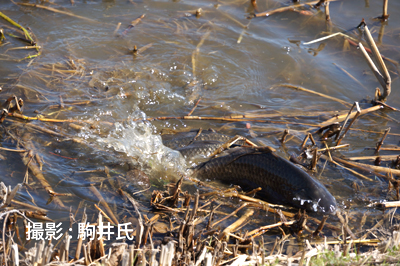 フナの産卵