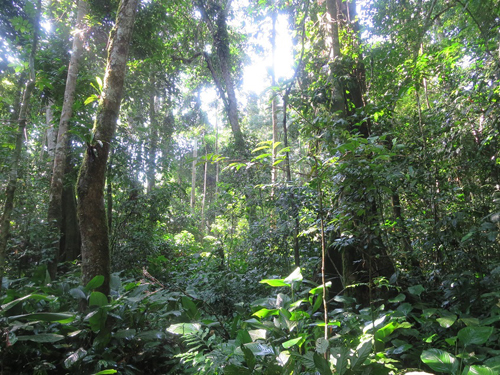 カメルーン東部州の熱帯雨林
