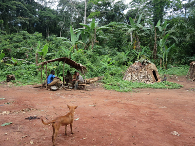 バカ族の定住集落。右手は「モングル」とよばれる伝統的な簡易住居ですべて森の素材