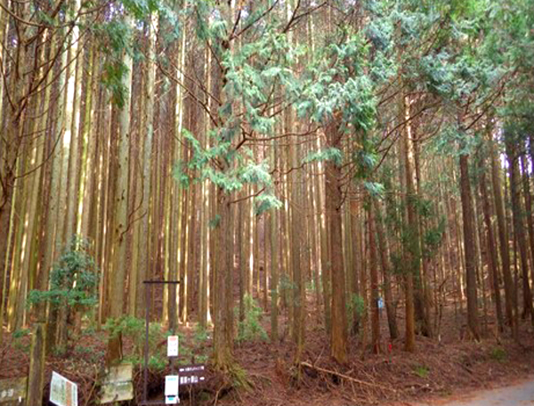 甲賀ヒノキの林