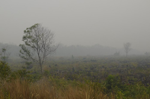 泥炭地火災によるヘイズが発生した様子（タンジュンルバン村　2014年2月）