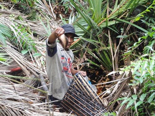 泥炭湿地に魚の罠を仕掛ける漁師（リアウ州ザムルッド）