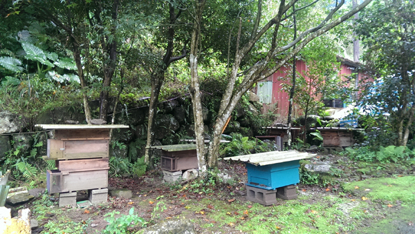 木で作られたミツバチの巣箱