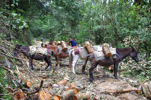 薪として使う木材を、森林限界よりも上にある集落に運ぶ